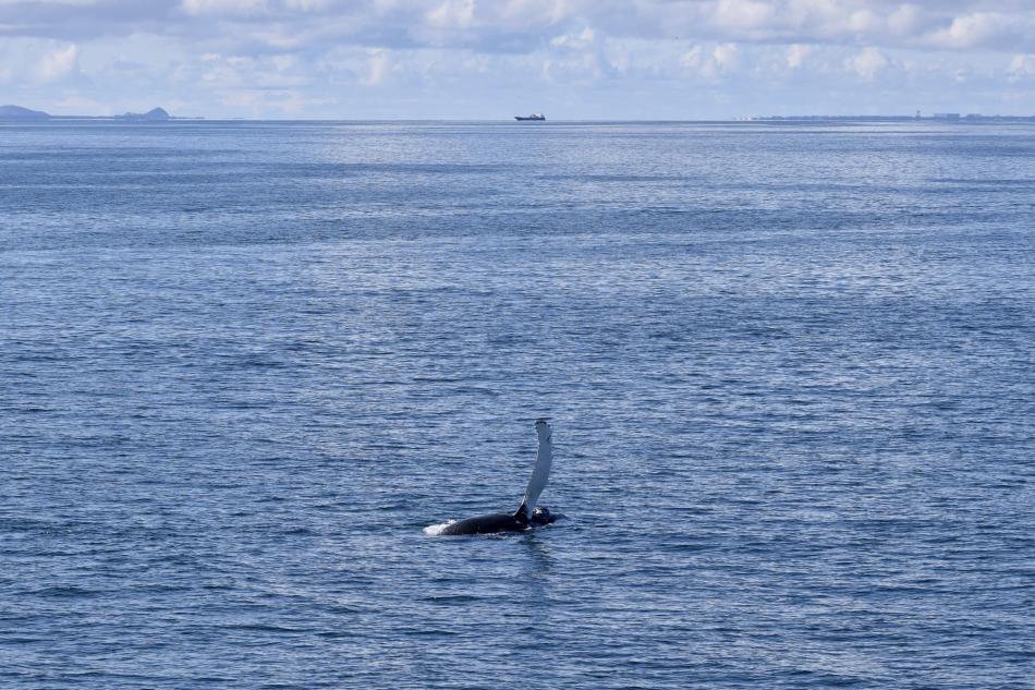 humpback whale pectoral fin