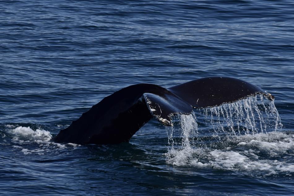 humpback whale fluke
