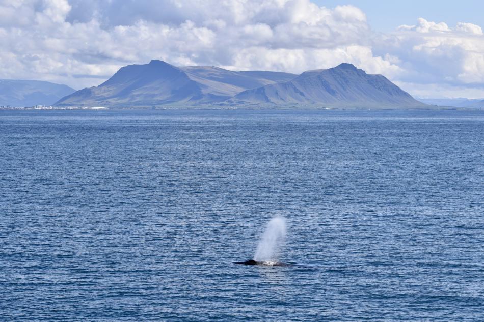 reykjavik mountain under clouds with whale blowing in the foreground