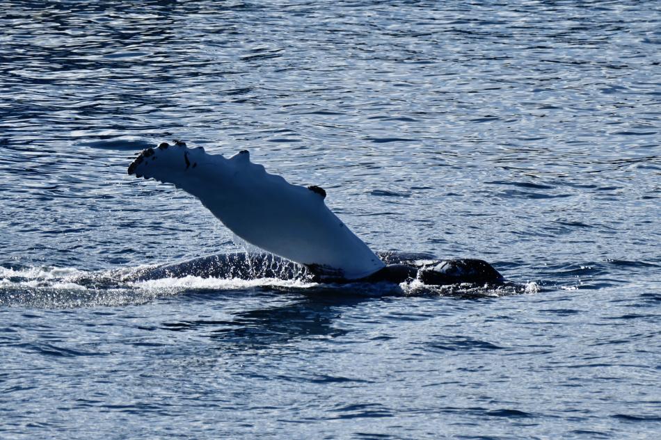 humpback whale pectoral fin