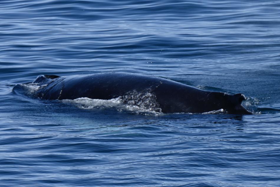 humpback whale dorsal fin