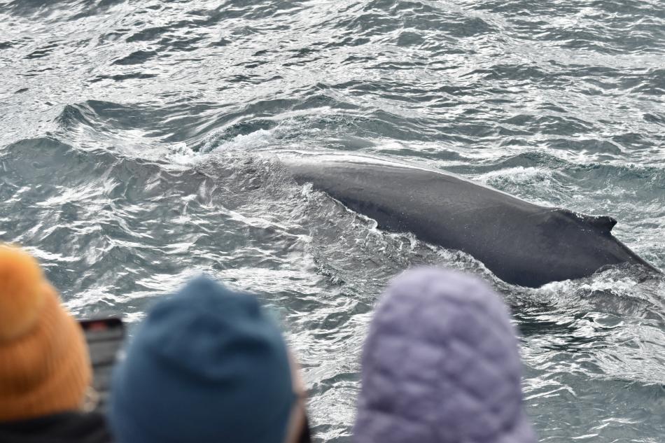 humpback whale and passengers