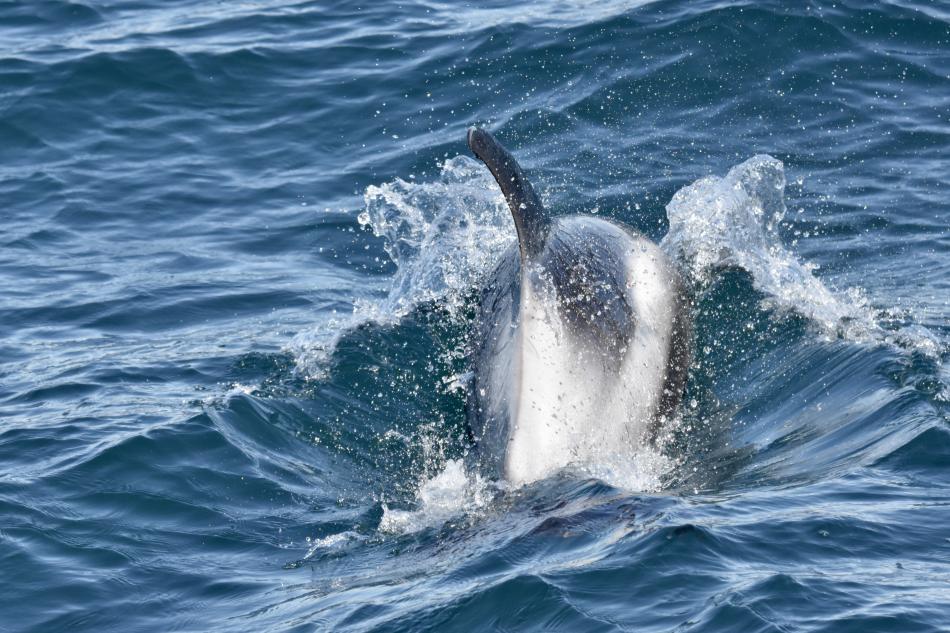 white-beaked dolphin