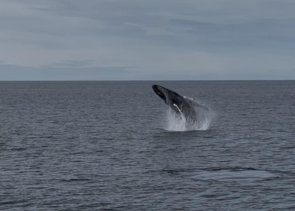 breaching humpback whale