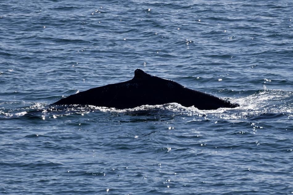 humpback whale dorsal fin