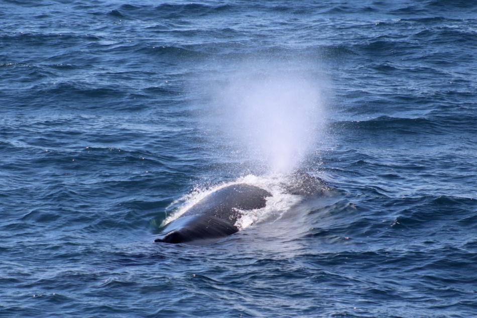 humpback whale spout