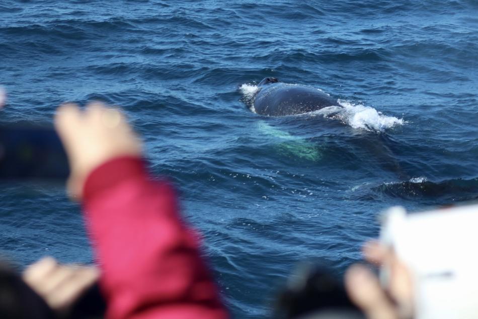 humpback whale being filmed by whale watchers
