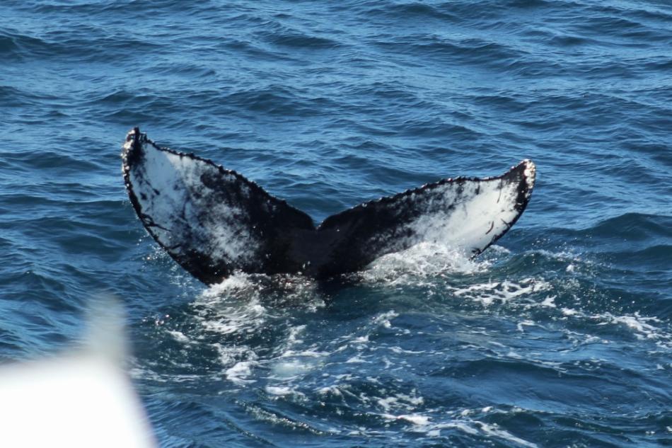 humpback whale fluke