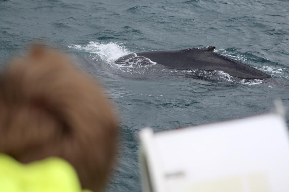 humpback whale and onlooker