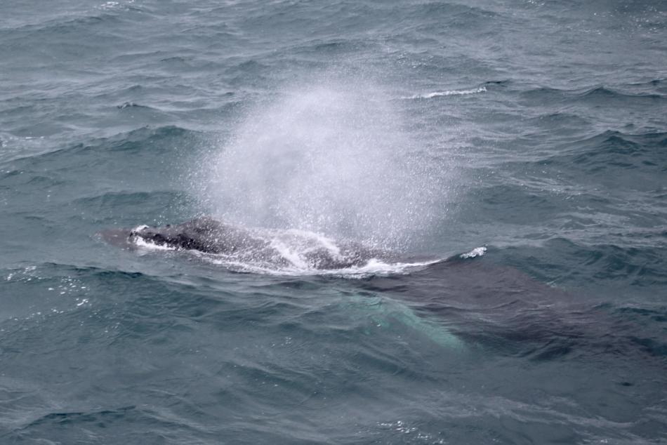 humpback whale spout