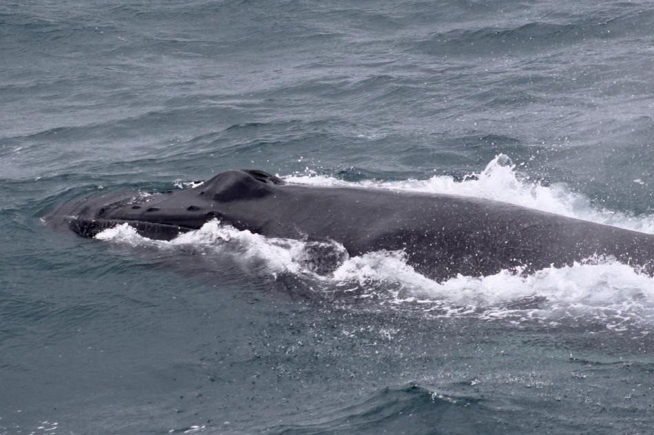 humpback whale