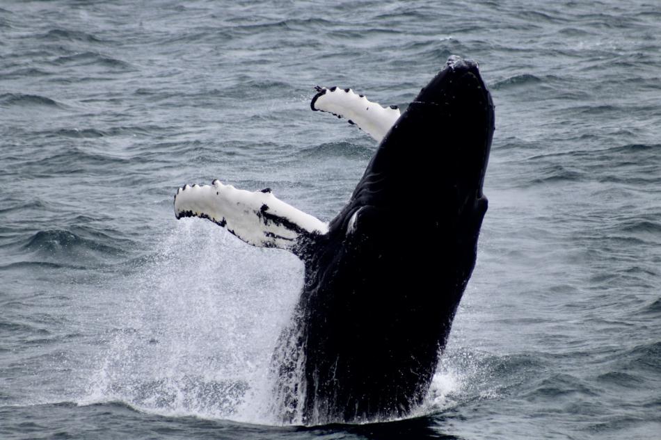 humpback whale breaching