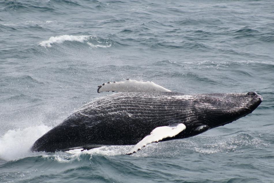 humpback whale breaching