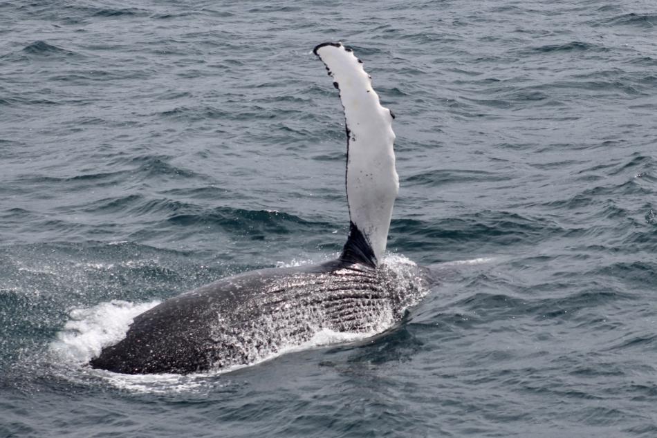 humpback whale pectoral fin in the air