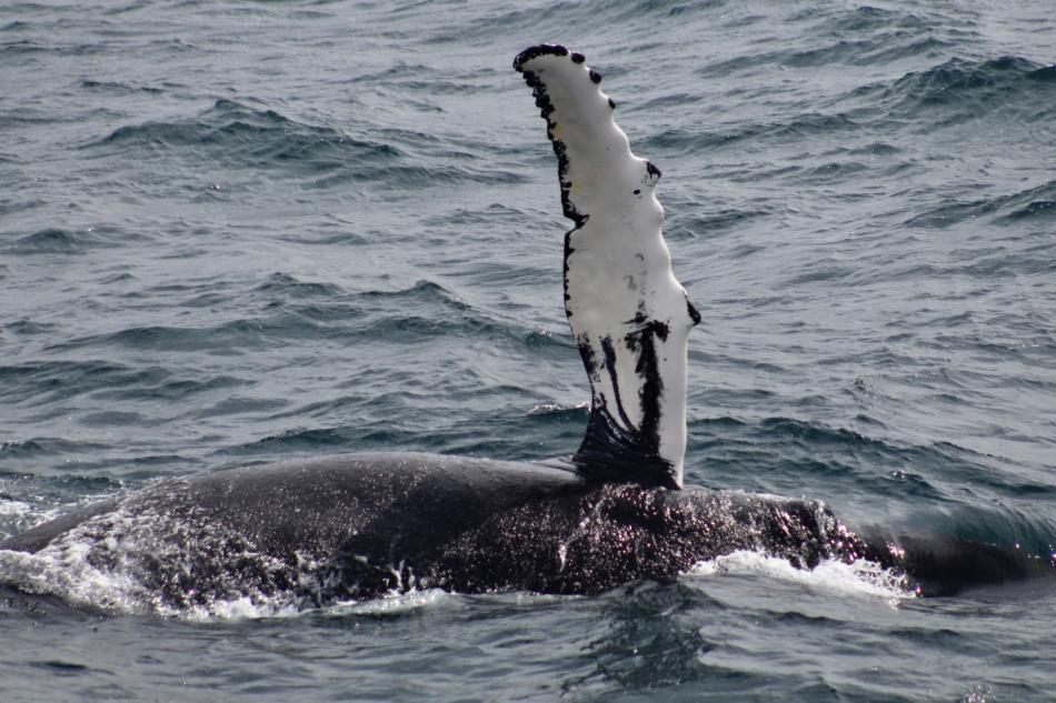 humpback whale pectoral fin in the air