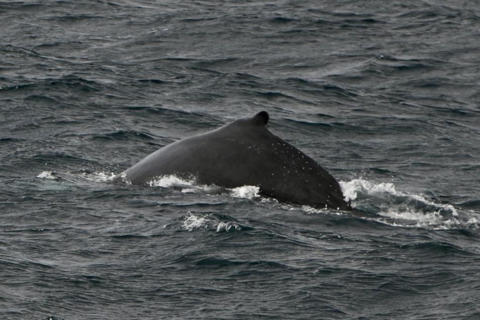 humpback whale