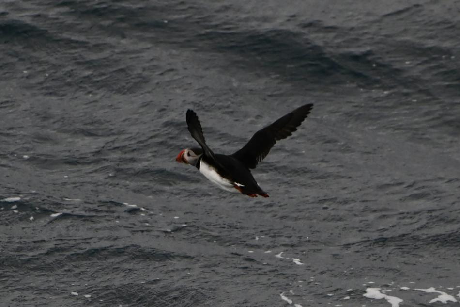 puffin