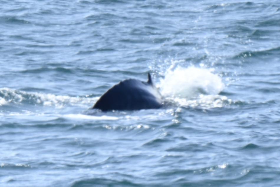 humpback whale dorsal fin