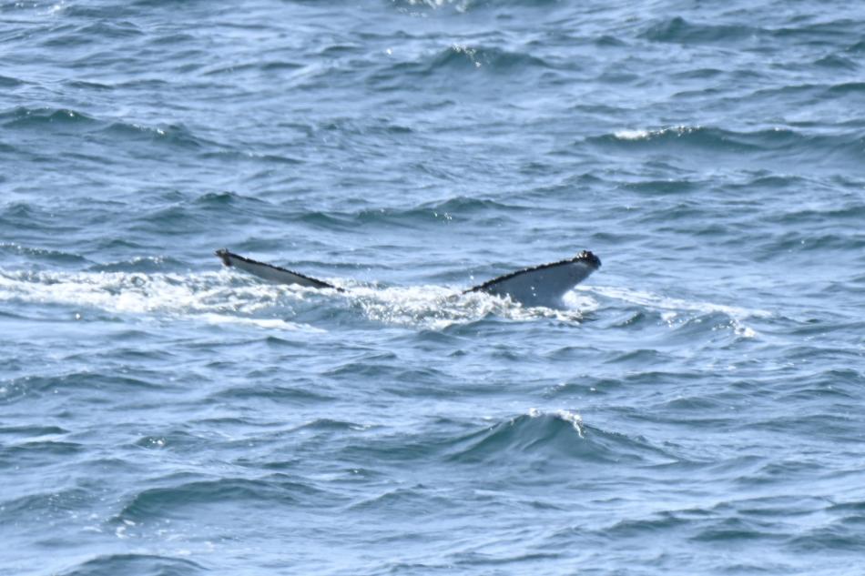 humpback whale fluke