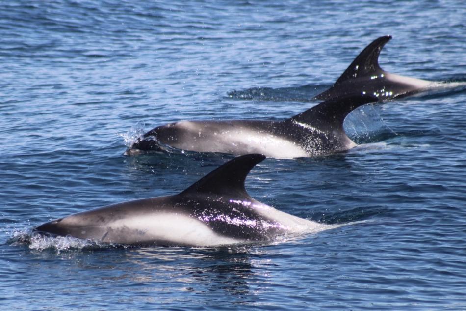 white-beaked dolphins