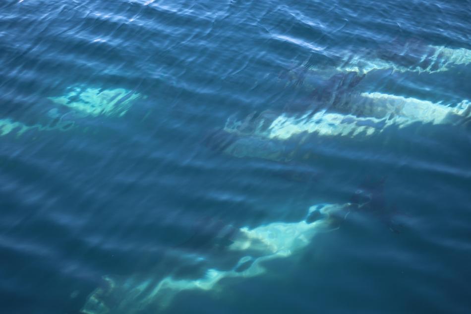 white-beaked dolphins underwater