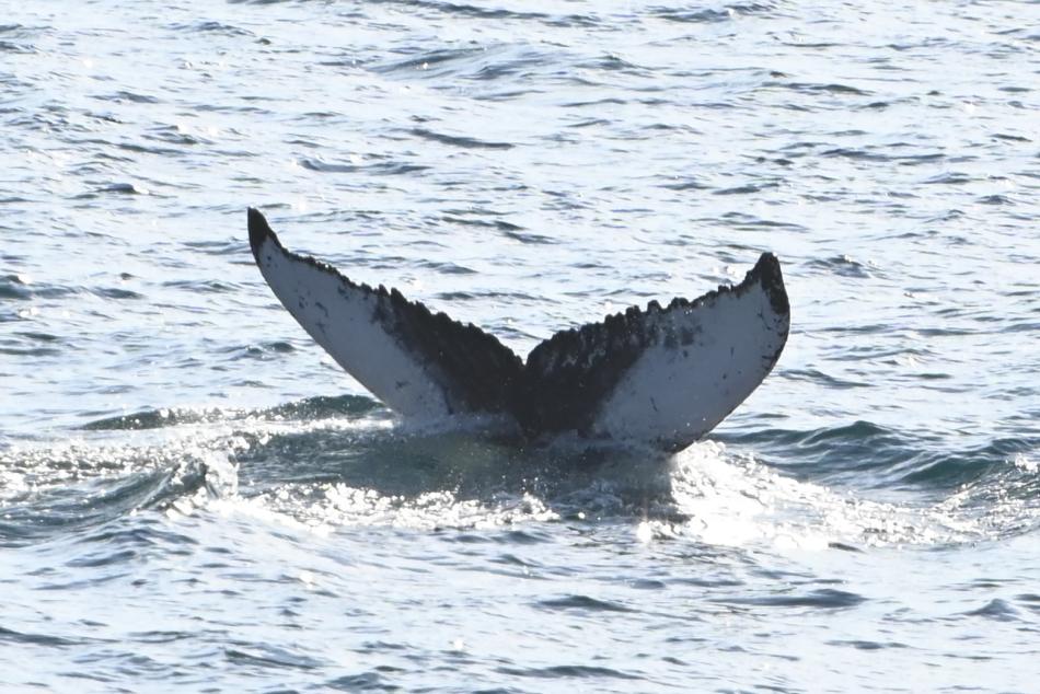 humpback whale fluke