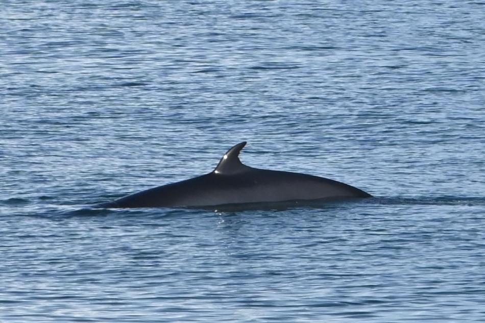 minke whale dorsale fin