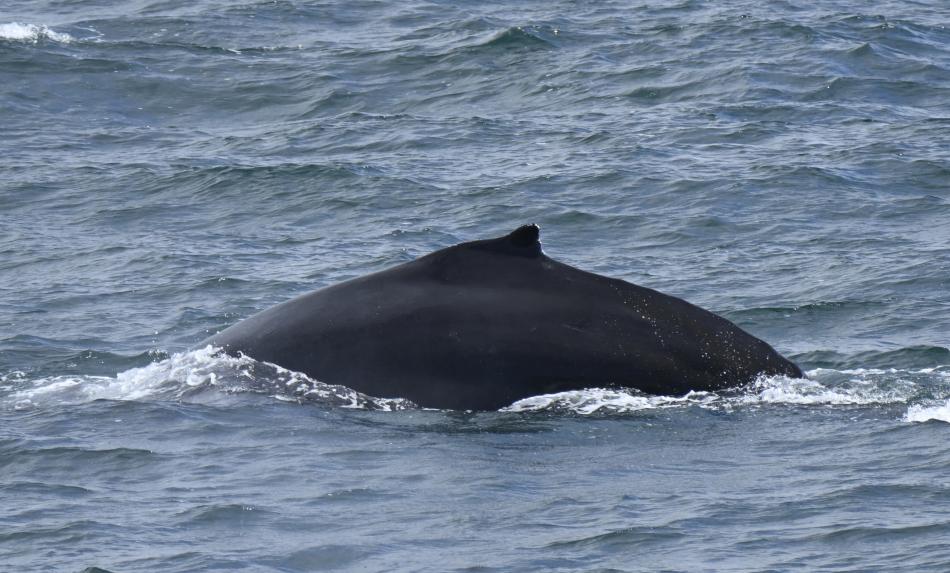 humpback whale