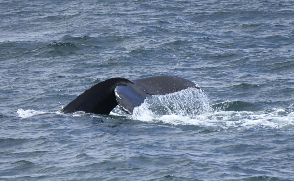 humpback whale fluke