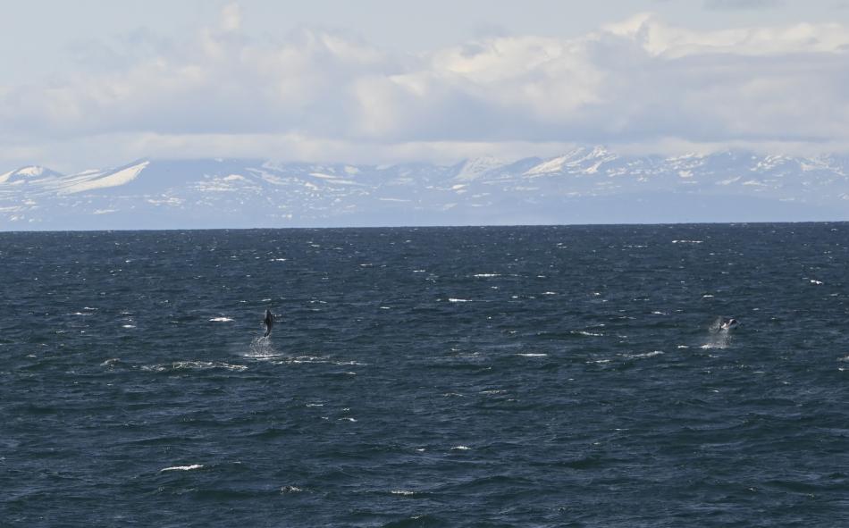 jumping white beaked dolphins