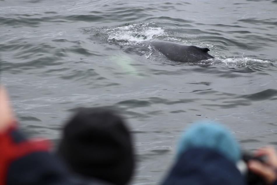 passengers on a whale watching cruise look at a humpback whale