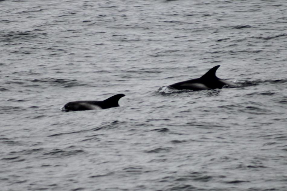 white-beaked dolphins surface