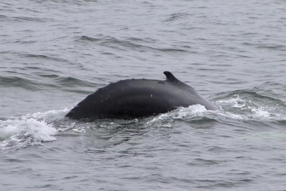 humpback whale goes for a dive