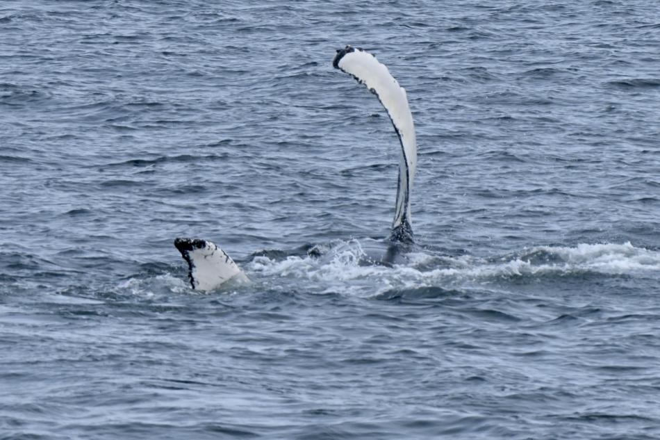 humpback whale pectoral in in the air