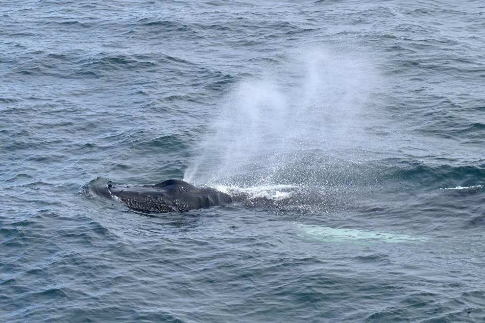 humpback whale breathes above the surface