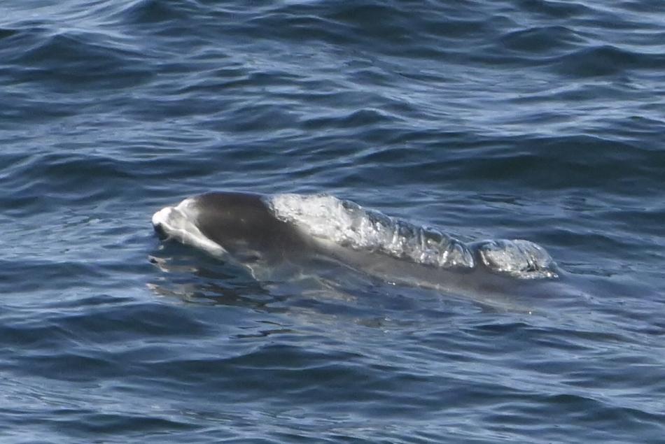 white-beaked dolphin surfaces the water