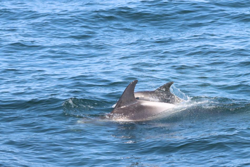 white-beaked dolphins surface
