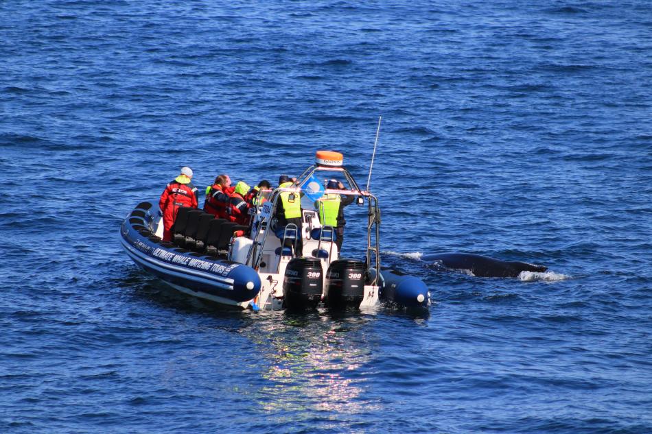 rib boat passengers watch a humpback whale
