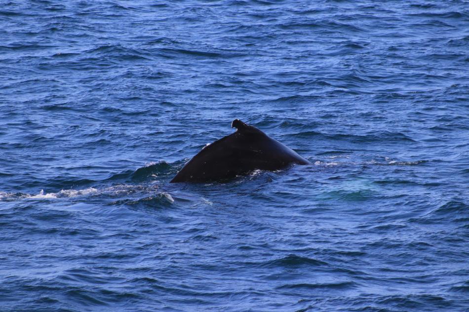 humpback whale surfaces and shows its dorsal fin