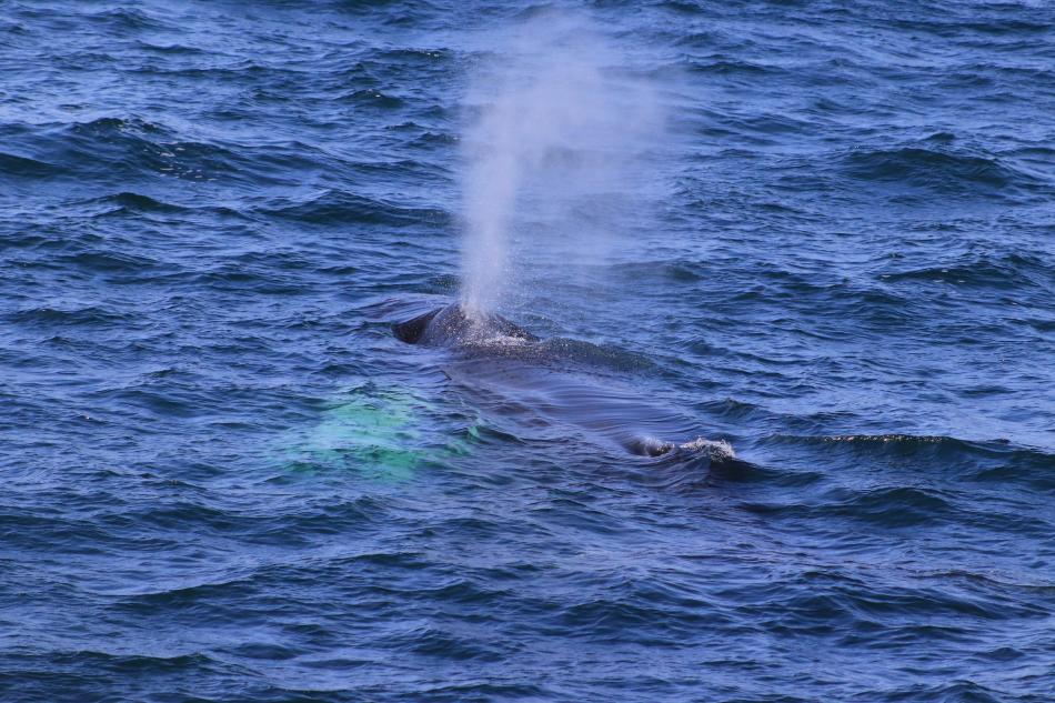 humpback whale blows air