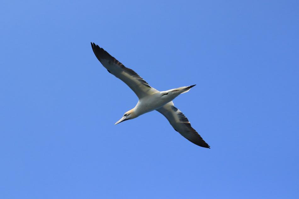 young northern gannet spreads its wings in flight