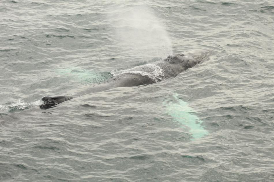 humpback whale seen through the water surface