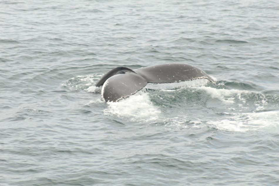humpback whale fluke going for a deep dive