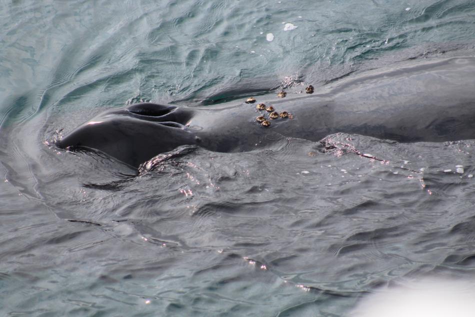 humpback whale has barnacles right behind its blowhole