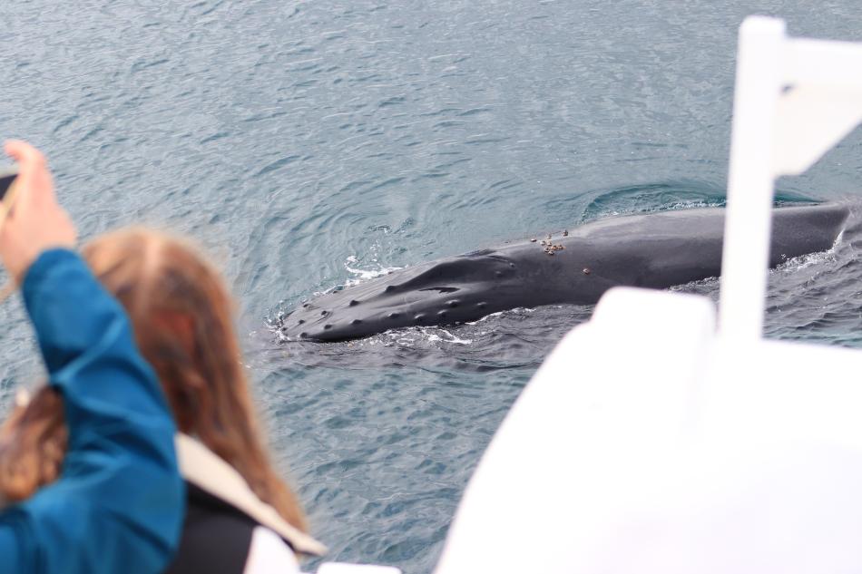 passengers look at a humpback whale close to the boat