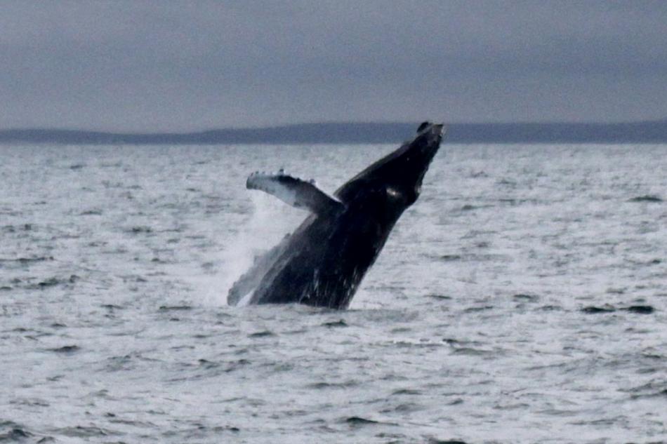 humpback whale breaches out of the water