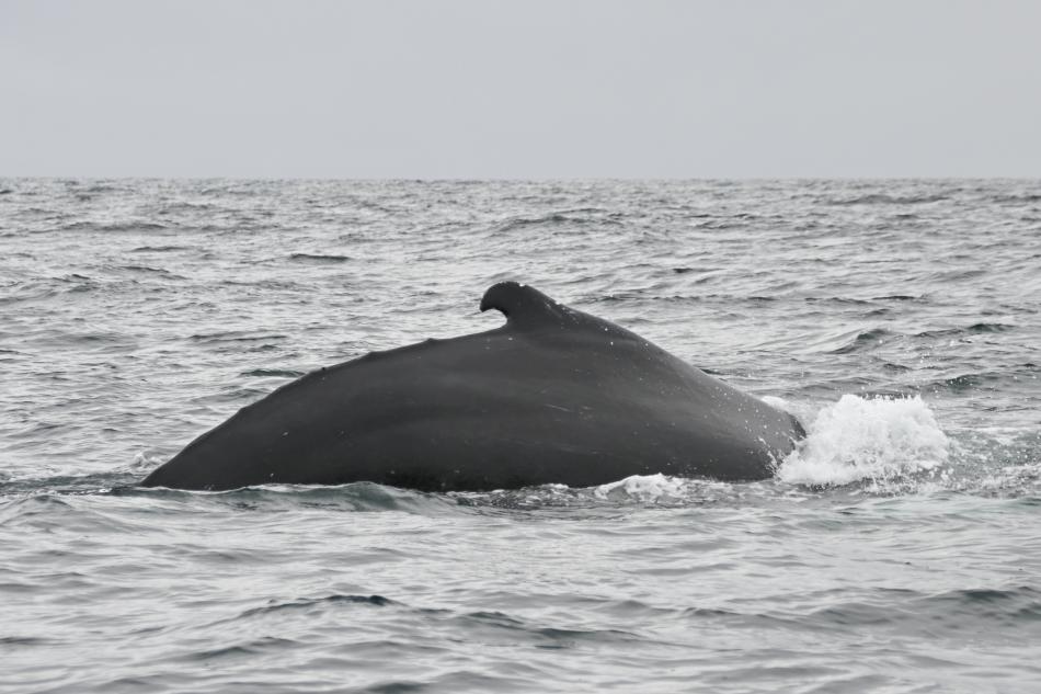 humpback whale dorsal fin