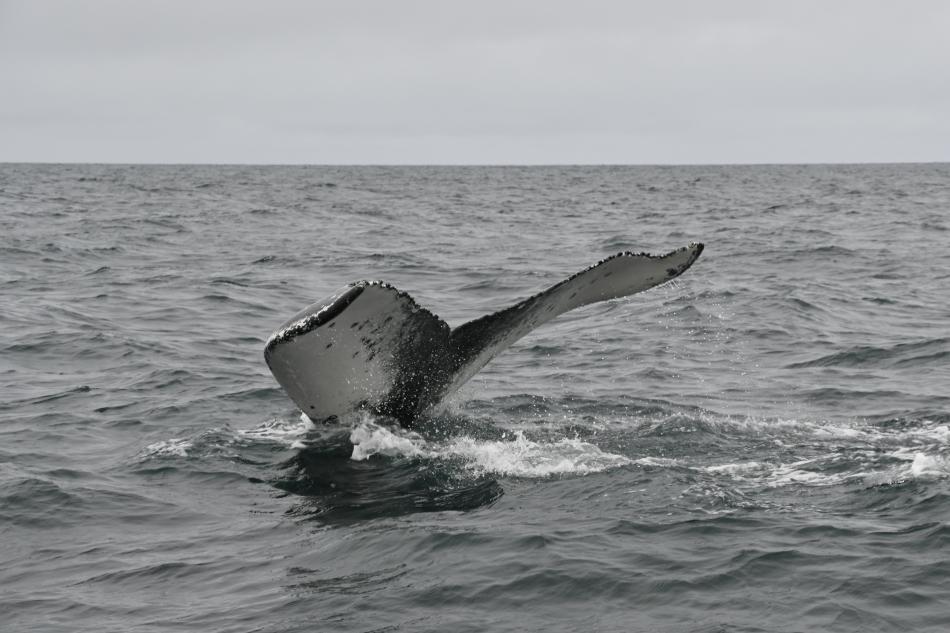 humpback whale fluke