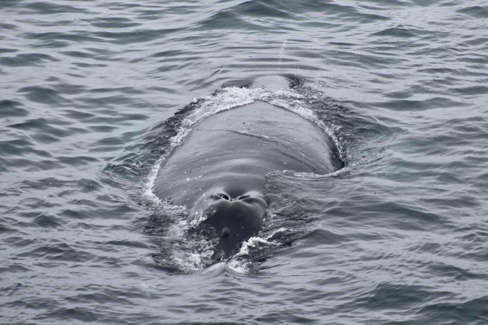 humpback whale rostrum