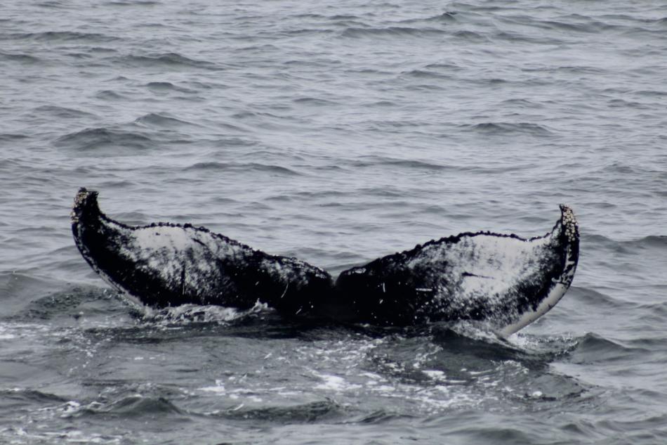 humpback whale fluke